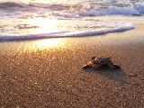 Foto: Oman: the Native Shore of Turtles